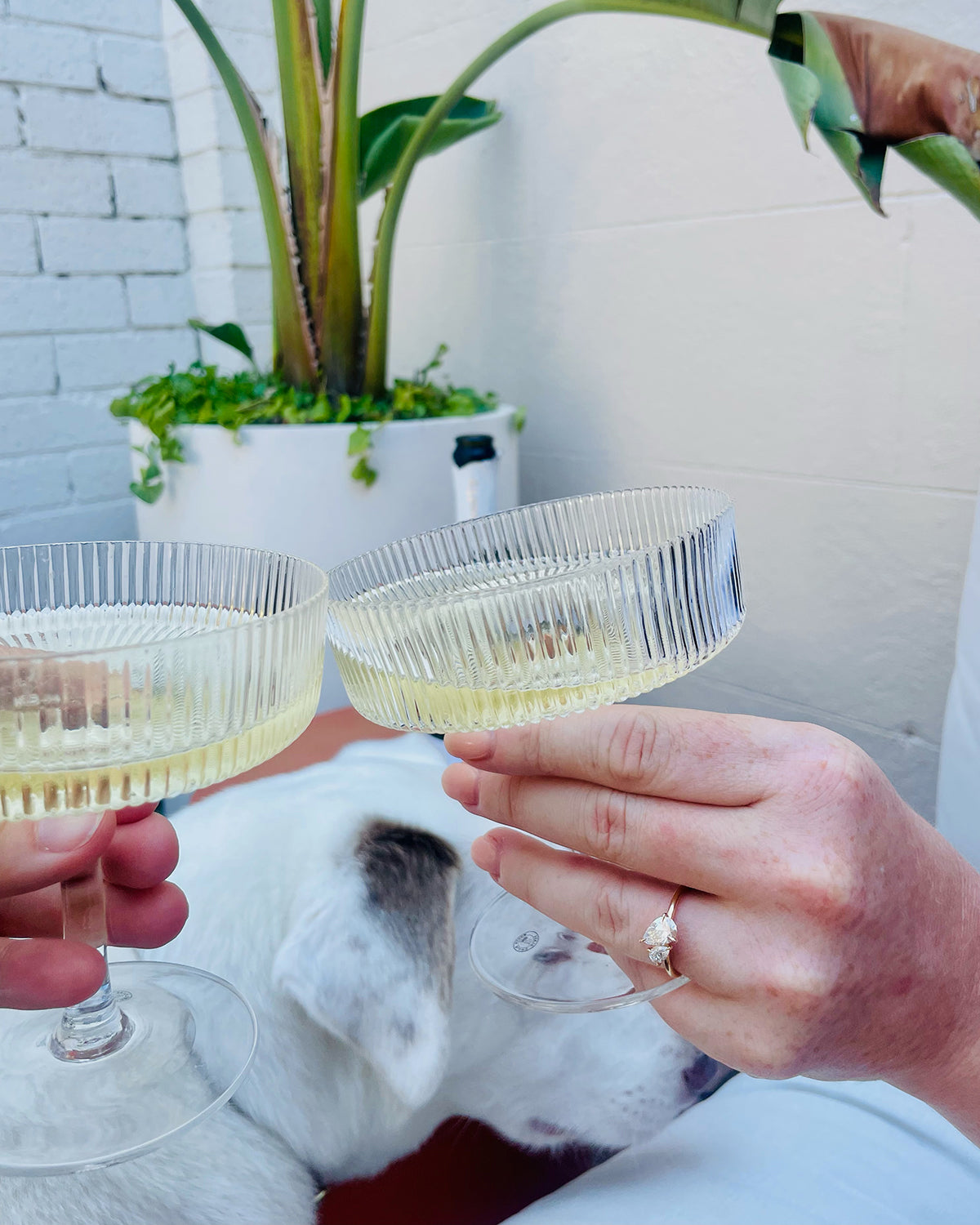 Hands toasting with champagne in elegant ribbed glasses. A sparkling diamond ring is visible. A white dog and a potted plant in the background.